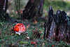 0383_Roter Fliegenpilz am Baumstamm