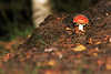 0388_Roter Fliegenpilz am Erdhgel