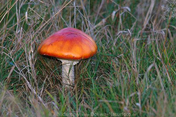 Fliegenpilz ohne Flecken rot Glanzhut glatt