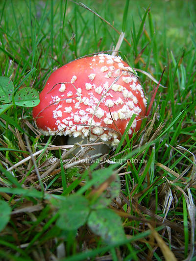 Fliegenpilz Rothaube mit Wei�flecken