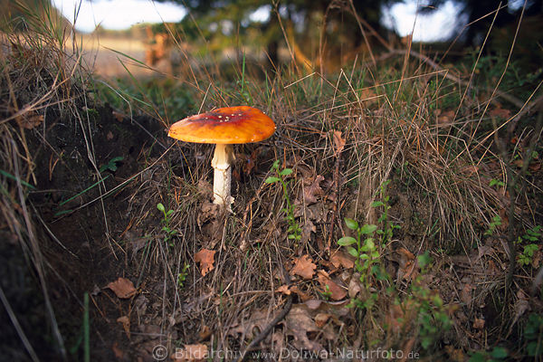 Fliegenpilzhut rot-orange am Stiel in Laub