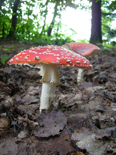 Fliegenpilz Paar-Roth�te St�nderpilze