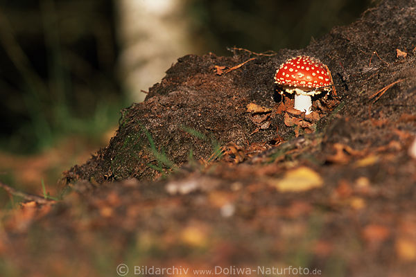 Roter Fliegenpilz am Erdmoosh�gel wei�-get�pfelt