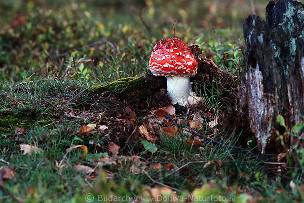 Fliegenpilz wei�befleckte Rotkugel Amanita muscaria