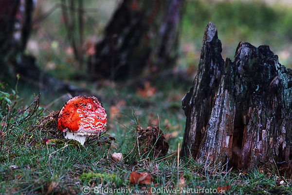 Kugelform giftiges Fliegenpilzes mit Weisssprenkel