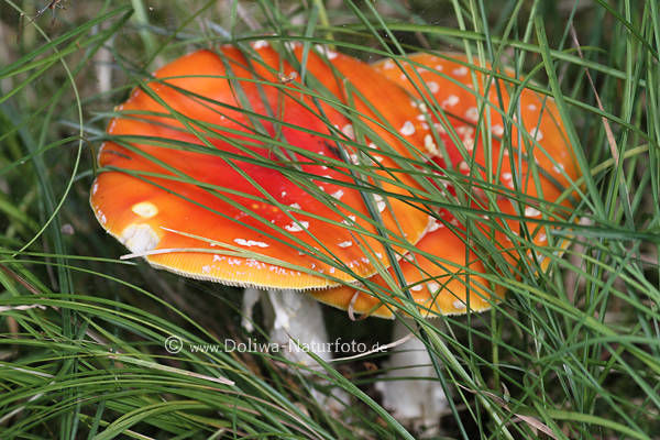 Fliegenpilze Paar Roth�te im Gr�ngras