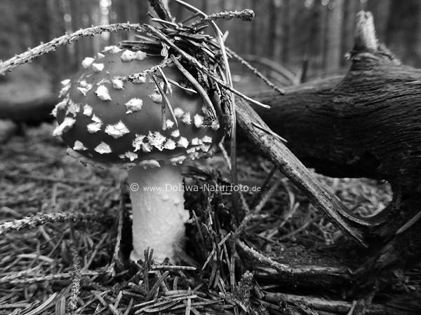 Pilz schwarz-weiss befleckt Fliegenpilz Fotografie