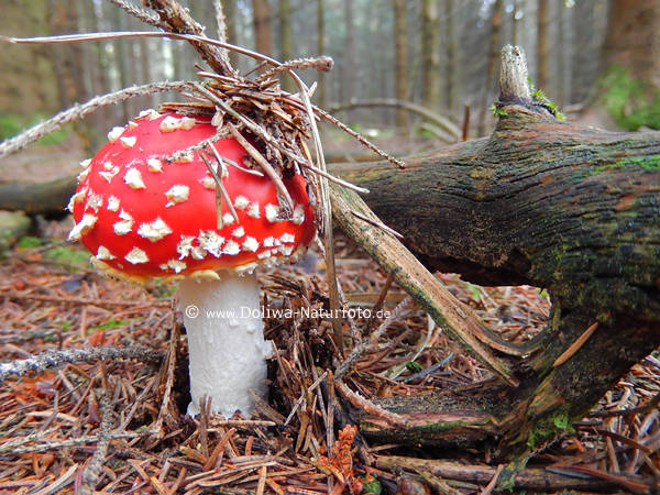 Fliegenpilz Rothut mit Weissflecken in Natur bodennah giftig