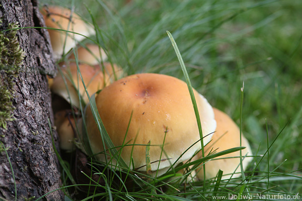 Schwefelkopfpilz buckeliger Gelbhut mit Weissrand Fotodesign