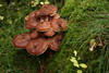 Nrdlicher Hallimasch Pilze Armillaria borealis Hut mit Weirand Buckel mit Schuppen