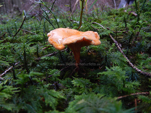 Pilz falscher Pfifferling