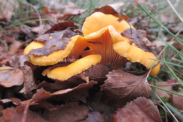 Pfifferlinge Cantharellus cibarius Pilze gelb Eierschwamm Reherl in Wald Herbstlaub