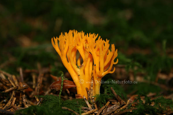 H�rnling Pilz gelb-orange Frucht Pilzk�rper