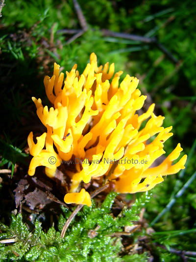 Gelber Pilz mit Geweih Fruchtk�rper Sch�nhorn