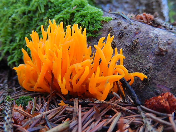 Sch�nhorn Pilz gelb-r�tlich Fruchth�rner gl�hen im Waldboden