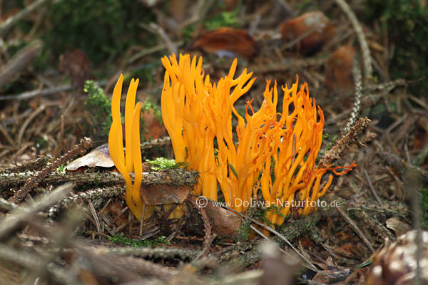 Ziegenbart Pilz gelb-orange Wildpilz Fruchtk�rper wie H�rner