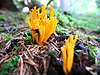 Gluey Beautiful-horn, fungus Calocera viscosa