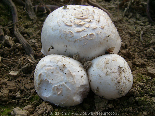 Champignon Egerling Wiesenchampignons Agaricus campestris im Erdboden