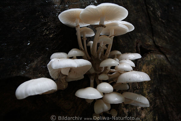 Schleimrbling Weisspilze auf dunklem Holzstumpf