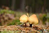 610135_ Gefahr im Wald - Pilze knnen tdlich sein - Verwechslungsgefahr - Giftpilze oder Speisepilze ?