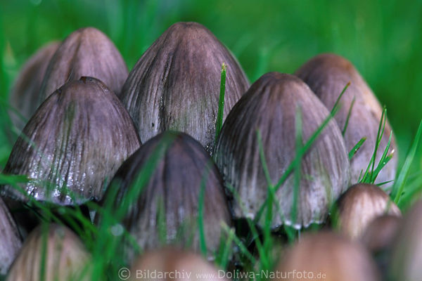 Grauer Tintling Pilze Coprinus atramentarius Pilzh�tte Kuppel