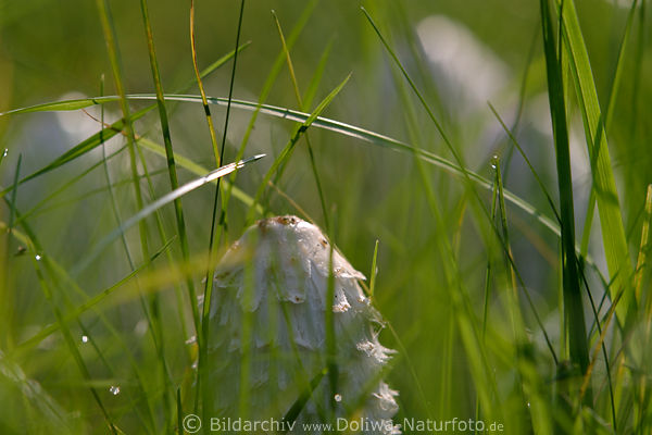 Schopf-Tintlinge Pilze Coprinus comatus weiss in Gras