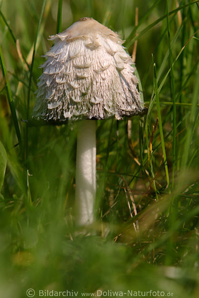 Schopf-Tintling Pilz Coprinus comatus Tintlingpilz