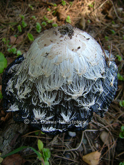 Spargelpilz Schopf-Tintling Coprinus comatus