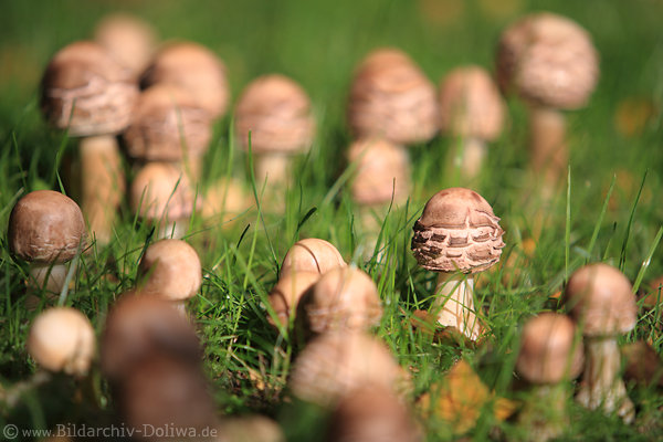 Einzelpilz Rundkopf inmitten Pilzfamilie Einzelpilz Rundkopf inmitten Pilzfamilie