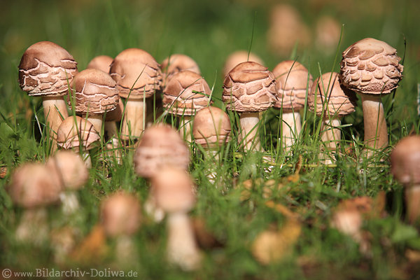 Pilzfamilie gekerbter Pilze in Gras Reihenbild