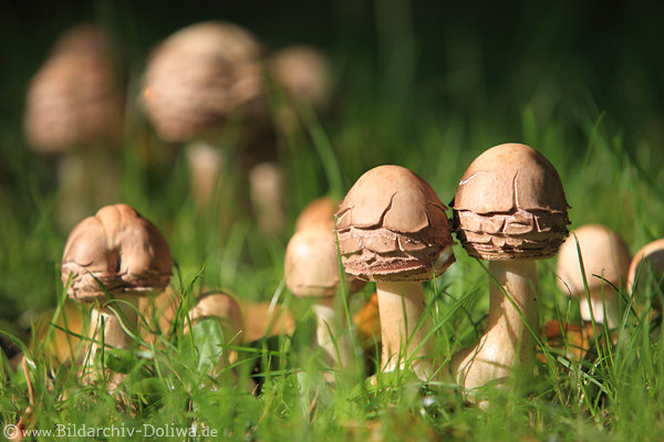 Pilzpaar junger Wiesenpilze Rundhte mit Hautnarben in Gras