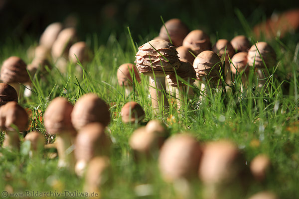Pilzrunde in Bild Pilzmenge in Gr�ngras Foto Fruchtk�rper auf Stengel