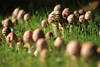 Pilzrunde in Gras Pilzmenge-Foto wildwachsende Wiesenpilze