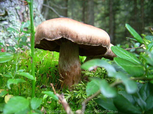 Pilz Schleierling im Waldmoos Natur