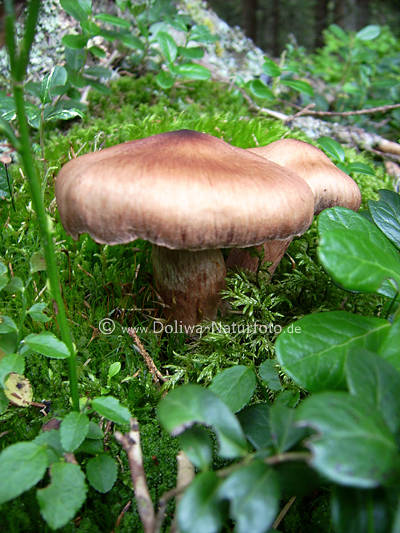 Pilze Schleierlinge in Waldmoos (Cortinarius)