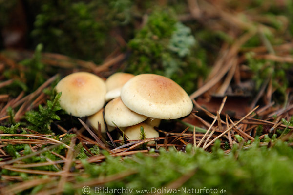 Natternstieliger Schneckling Waldpilz Hygrophorus olivaceoalbus