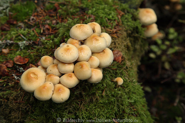 Pilze gelb Schwefelkopf in Moos Hypholoma gesellige Waldpilzart