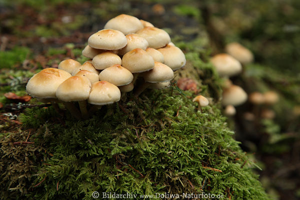 Schwefelkpfe Pilze Hypholoma gelb dicht wachsende Pilzgruppe in Waldmoos