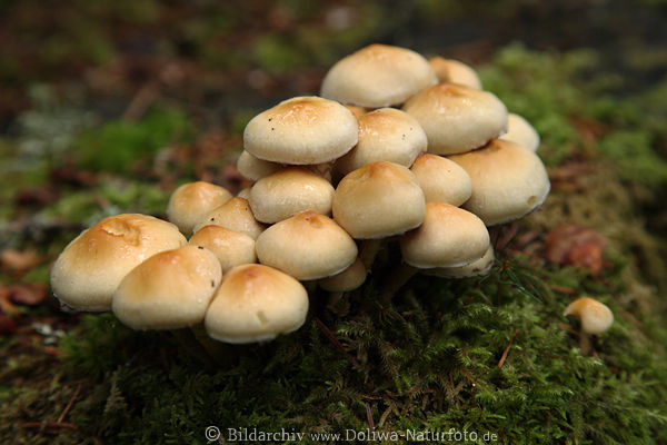 Schwefelkopf Pilze Hypholoma gelbliche Pilzgruppe in Moos Waldfr�chte