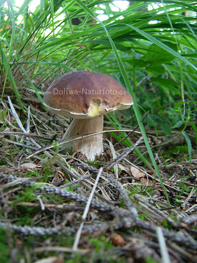 Steinpilz essbarer Edelpilz Hut mit Wei�rand braun auf Dickfu�