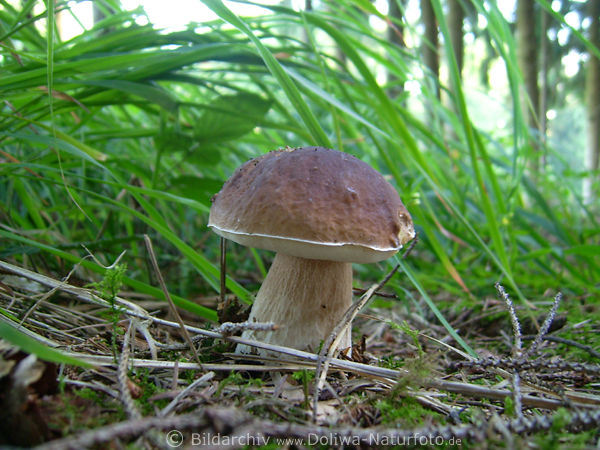 Steinpilz Traumfund jedes Pilzsammlers im Waldgras