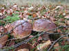 Steinpilze Naturbild am Waldboden Boletus edulis braune Pilzhtte mit Weirand Naturfund unter Blttern