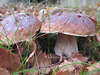 Steinpilze Paar Edelpilze in Wald