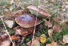 Steinpilze in Bltter Waldboden