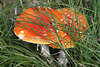 Fliegenpilze Hüte-Paar Naturbild im Grüngras rot-orange leuchten