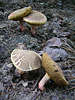 Rotfußröhrling Pilz mit rotem Fuss am Stiel 2 Paare Fotos