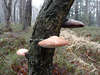 Porlinge Foto Pilze Dreier um Baumstamm wachsen auf Rinde im Wald bei Nebel