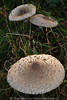 1104621_Parasol Pilze große Schirme Naturbild runder Prachthut Foto Riesenschirmlinge