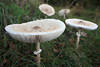 Parasolpilze Fotos Pilzschirme Vierer selektive Schärfe auf ersten Pilz Naturbild im Gras