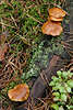 Pilze auf totem Holz besiedeln die Baumreste im Nadelwald Pilzart fotografiert auf Waldholz